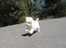 Puppies for sale maltese - United Kingdom, Newcastle. Price 10 $