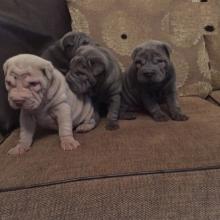 Puppies for sale shar pei - Slovakia, Brno. Price 11 $