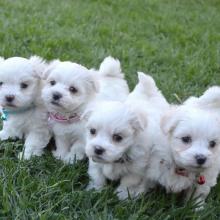 Puppies for sale maltese - Ukraine, Poltava