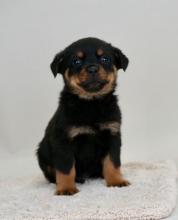 Puppies for sale rottweiler - Poland, Warsaw. Price 10 $