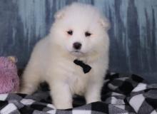 Puppies for sale samoyed dog (samoyed) - Spain, Madrid