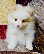 Puppies for sale , pomeranian - Netherlands, Amsterdam