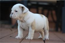 Puppies for sale english bulldog - Finland, Helsinki. Price 10 €