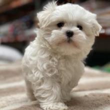 Puppies for sale maltese - United Kingdom, Dover