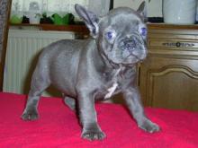 Puppies for sale french bulldog - Greece, Thessaloniki