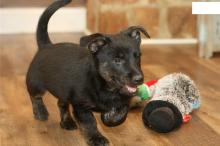 Puppies for sale , scottish terrier - Cyprus, Larnaca