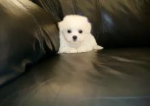 Puppies for sale maltese - Denmark, Aalborg. Price 10 €