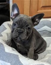 Puppies for sale french bulldog - Luxembourg, Luxembourg