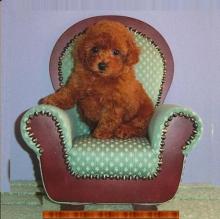 Puppies for sale toy-poodle - Finland, Helsinki