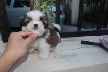 Puppies for sale shih tzu - Denmark, Kopenagen