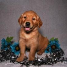 Puppies for sale golden retriever - United Kingdom, Portland