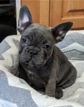 Puppies for sale french bulldog - Estonia, Tallinn