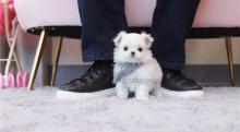 Puppies for sale maltese - Belarus, Maladzyechna