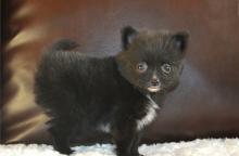 Puppies for sale pomeranian spitz - Italy, Naples. Price 10 €