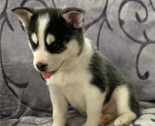 Puppies for sale , pomsky - Canada, Quebec, Montreal