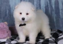 Puppies for sale samoyed dog (samoyed) - Ireland, Dublin. Price 11 €