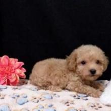 Puppies for sale miniature poodle - United Kingdom, Kilmarnock