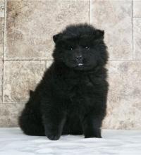 Puppies for sale chow chow - Austria, Vienna