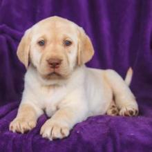 Puppies for sale labrador - Poland, Czestochowa