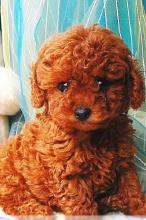 Puppies for sale toy-poodle - Sweden, Stockholm