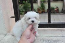 Puppies for sale maltese - Lithuania, Vilnius