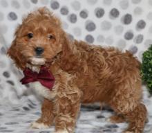 Puppies for sale ,  cockapoo - Italy, Bologna