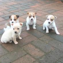 Puppies for sale jack russell terrier - Spain, Bilbao. Price 11 €