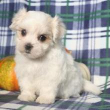 Puppies for sale maltese - Sweden, Leksand