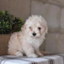 Puppies for sale mixed breed - Sweden, Stockholm