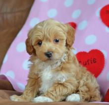 Puppies for sale lhasa apso - United Kingdom, Dundee