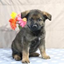 Puppies for sale german shepherd dog - United Kingdom, Lancashire