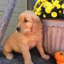 Puppies for sale golden retriever - Sweden, Lidkoping