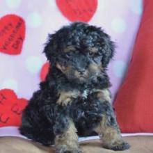 Puppies for sale lhasa apso - Ireland, Dublin