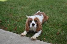 Puppies for sale king charles spaniel - Greece, Thessaloniki