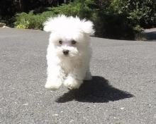 Puppies for sale maltese - Ireland, Dublin. Price 11 €