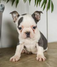 Puppies for sale french bulldog - Ireland, Dublin