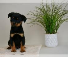 Puppies for sale rottweiler - United Kingdom, Darlington