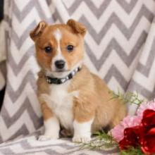 Puppies for sale other breed - United Kingdom, Colchester