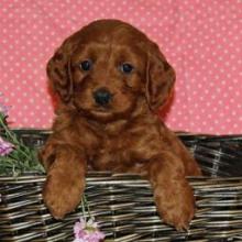 Puppies for sale cocker spaniel - Sweden, Helsingborg