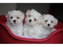 Puppies for sale maltese - Denmark, Kopenagen