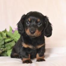 Puppies for sale dachshund - United Kingdom, Glasgow