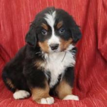 Puppies for sale bernese mountain dog - USA, California, Los Angeles