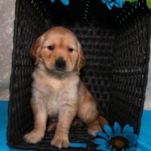 Puppies for sale golden retriever - Sweden, Norcheping