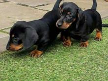 Puppies for sale dachshund - Italy, Milan. Price 11 €