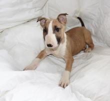 Puppies for sale bull terrier - Ireland, Cork. Price 10 €