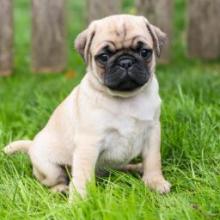 Puppies for sale pug - Sweden, Esbjerg