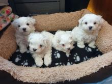 Puppies for sale maltese - United Kingdom, Aberdeen