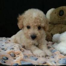 Puppies for sale miniature poodle - Sweden, Goteborg