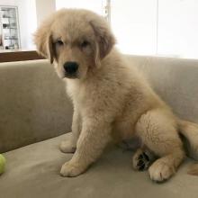 Puppies for sale golden retriever - Germany, Berlin