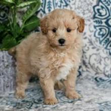 Puppies for sale eskimo dog - United Kingdom, Ullapool